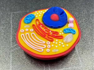 Animal cell
