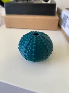 Sea Urchin Shell