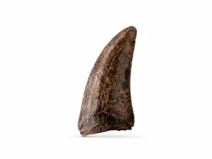 T-Rex Tooth | Fossil Replica