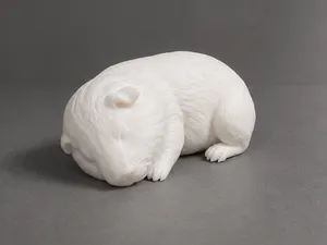 Sleeping Guinea Pig - Cute - Animal