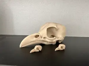 Raven skull