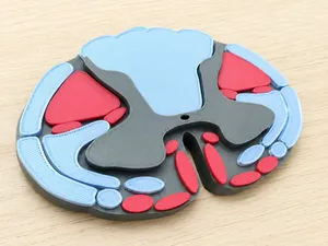 Spinal Cord Cross-Section Anatomy Model