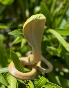 Cobra Snake