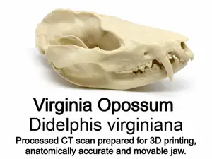 Virginia Opossum - Didelphis virginiana