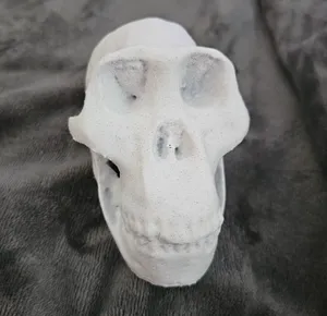 Australopithecus afarensis Cranium