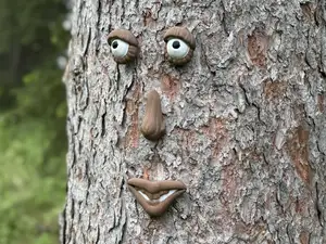 Tree Face With Multiple Expressions (AMS Needed)