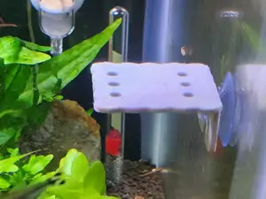 Aquarium Moss Ledge