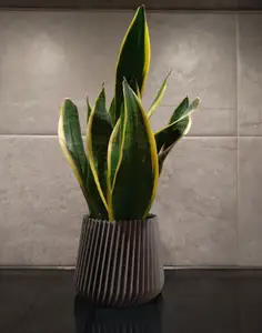 Copri Vaso per Orchidee, piante contenitore