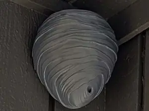 Wasp Nest Decoy - Wall mount