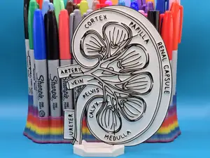 Kidney Anatomy Coloring Craft Education