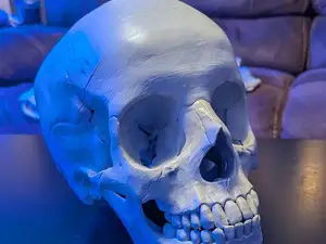 Human Skull