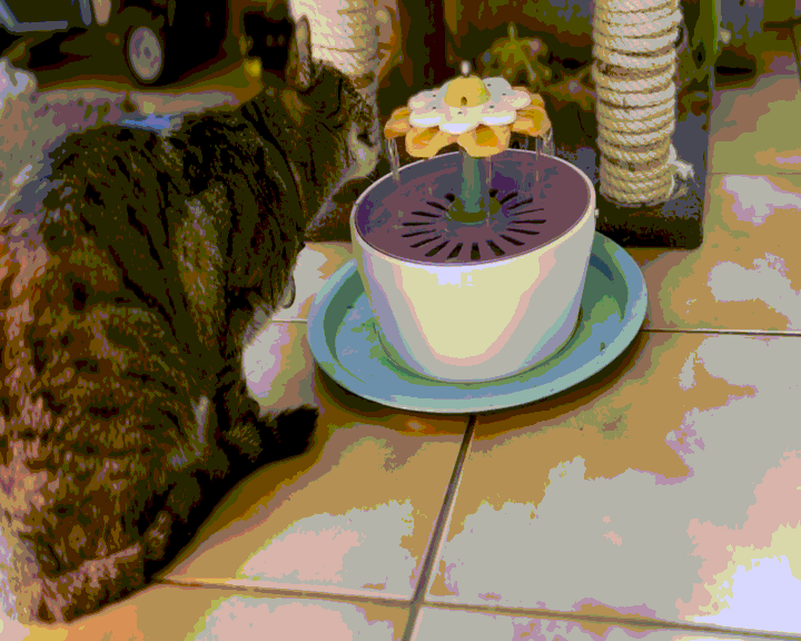 Cat fountain, Pet