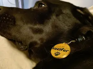 Dog Medallion - dog tag - keychain - Name Lucifer - NFC Tag