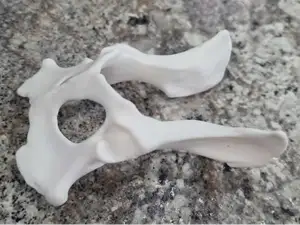 Canine Pelvis