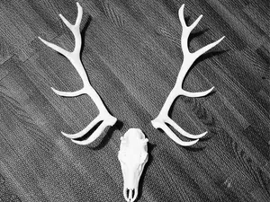 "Elk" Skull - Split Antlers