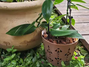 Large Orchid Pot, 6.7 Inch Orchid Pots with Holes