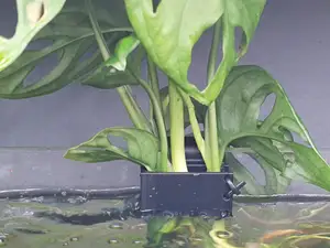 Aquaruim Plant Holder
