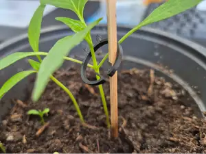 Klemme - Tomatenklemme 