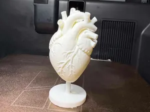 Anatomical Human Heart Model – 3d print Detailed 