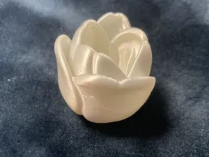 郁金香花