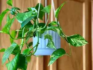 Hanging Planter // Plant Pot