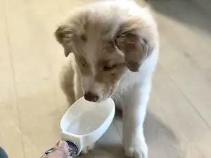 Pet Sipper - No spill water bowl