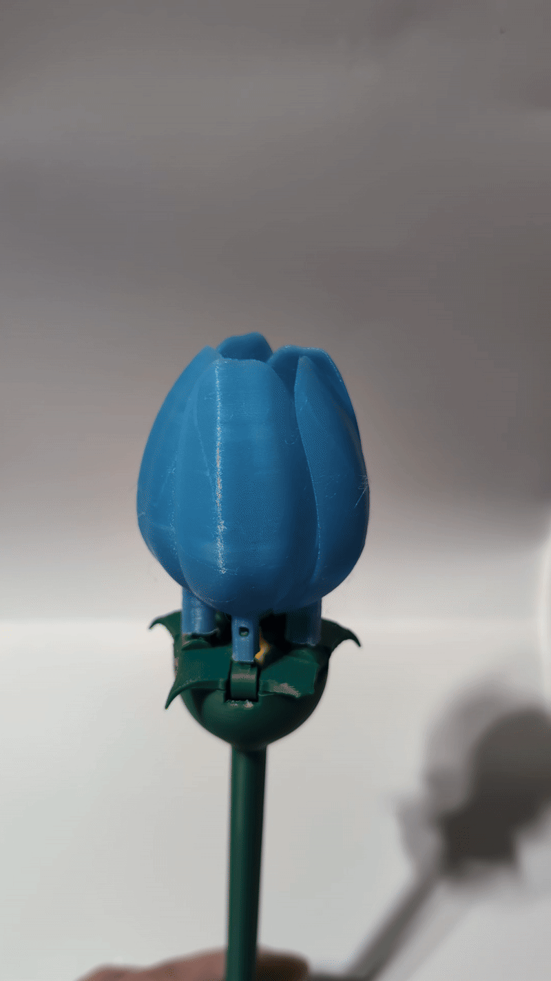 Water activated blooming Tulip