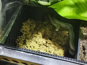 Höhle/ Wetbox Terrarium mit Zugangsröhren