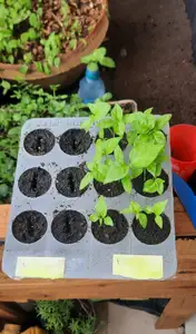 seed plate