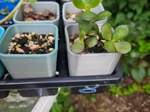 2in flower pot for 2x4 tray