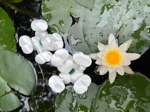 凤眼莲（水葫芦）鱼缸漂浮微景观（观背青鳉收卵器）水面造景