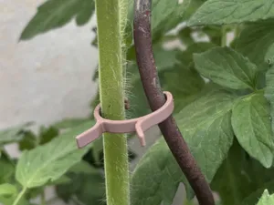 Gemüse-Clip für Tomaten, Gurken & Rankpflanzen