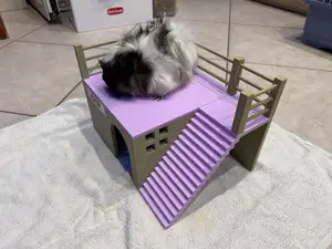 GUINEA PIG HOUSE - NO AMS REQUIRED