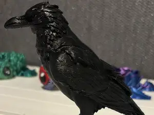 Preening (Puffing) Raven for balcony