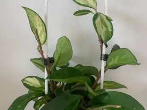Tutor para plantas trepadoras