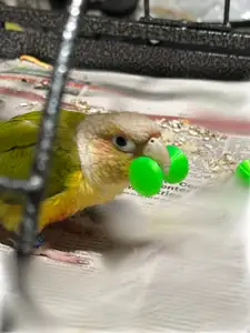 Barbell Bird Toy
