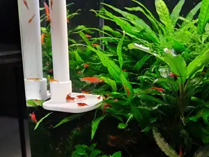 Shrimp (fish) tank feeder