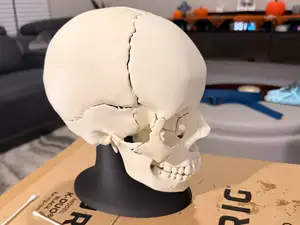 Anatomically-Correct 18 Piece Magnetic Skull (EDU)