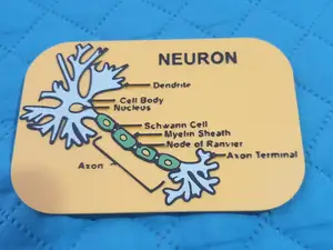 Structure Of A Neuron