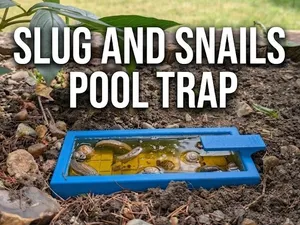 Snail & Slug Swimming Pool Beer Trap Garden 