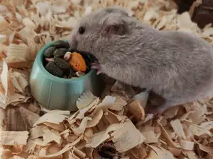 Mini Food Bowl for Small Animals