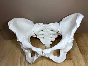 Visible Human Female Pelvis