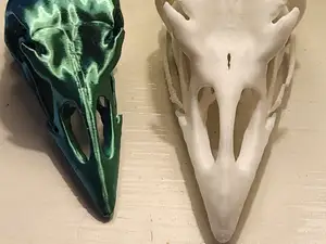 Turkey Skull