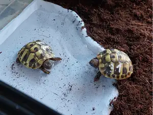 Wasserschale Terrarium