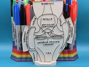 Knee Meniscus Anatomy Coloring Craft Education