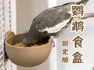 鹦鹉食盒(固定版)|适合滋养丸这类无壳食物