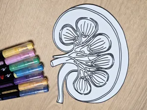 Kidney Anatomy Coloring Craft