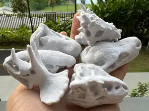 恐龙头骨化石