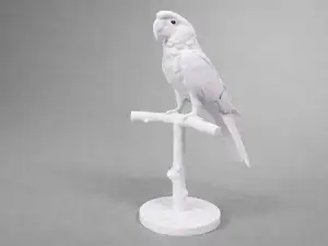 Parrot Ara - Animal - Bird