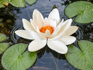 Water Lily